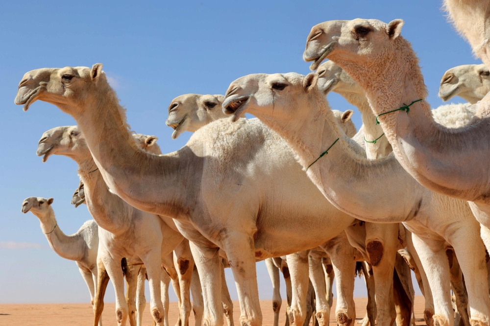 عدم ترقيم الإبل يعرض مُلاكها للعقوبة والغرامة المالية - مشاع إبداعي