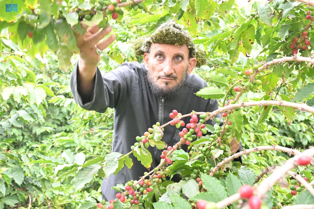 القهوة السعودية - واس