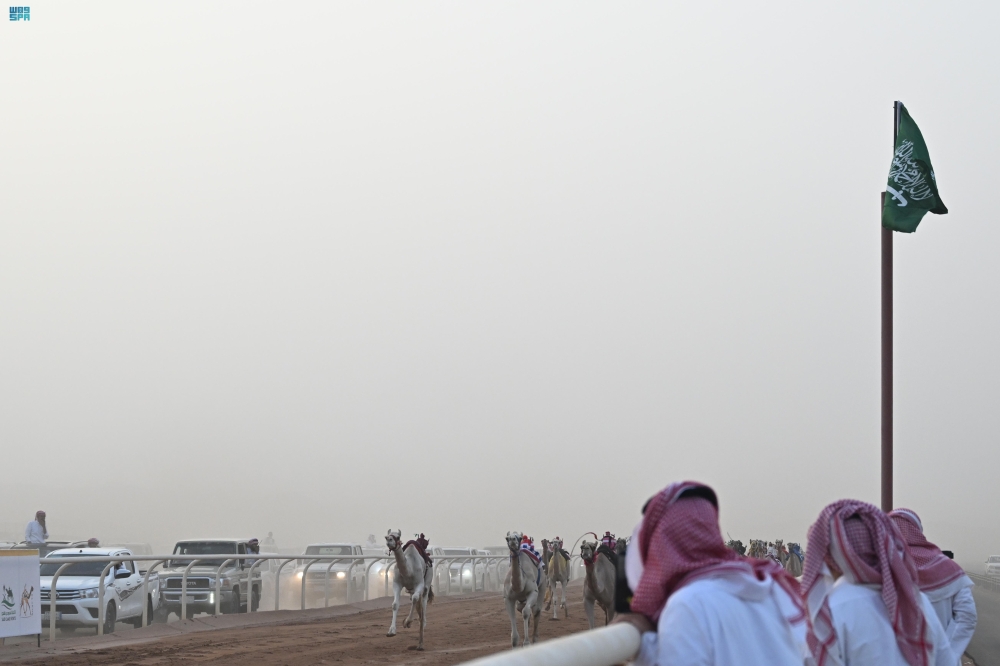 صور| في يومها العالمي.. الإبل رمز الأصالة وأيقونة التراث السعودي
