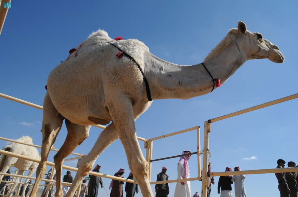 صور| في يومها العالمي.. الإبل رمز الأصالة وأيقونة التراث السعودي
