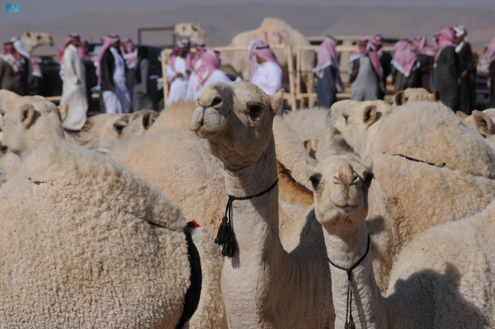 اهتمام كبير بالإبل في المملكة- واس 