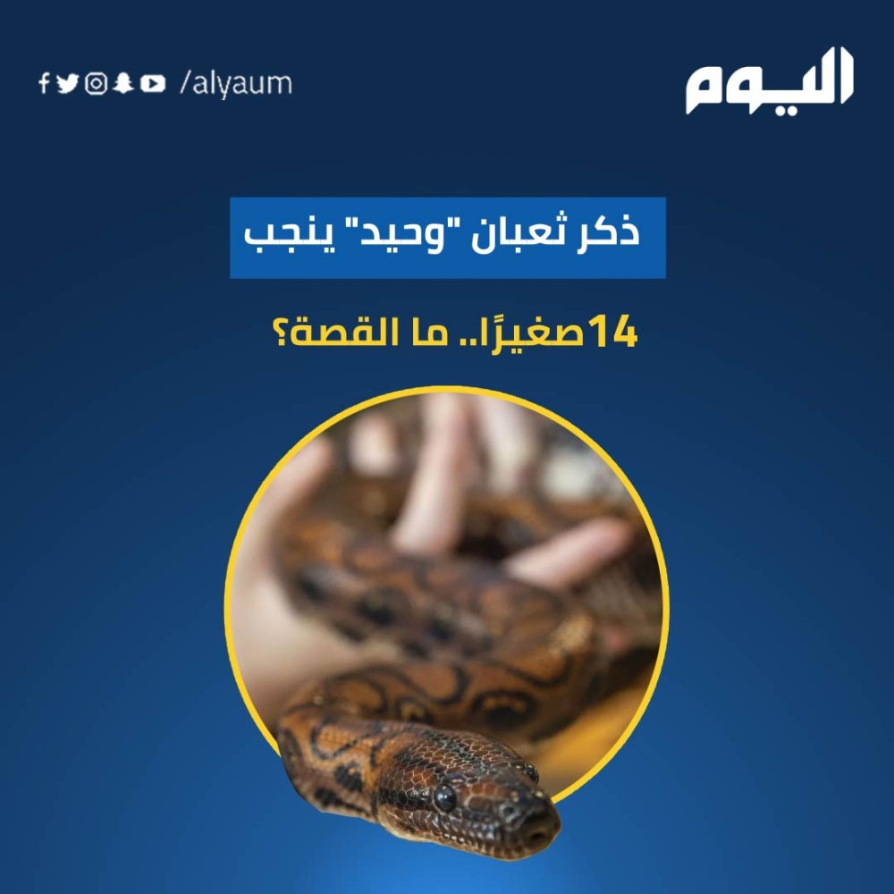 ذكر ثعبان 'وحيد' ينجب 14 صغيرًا.. ما القصة؟