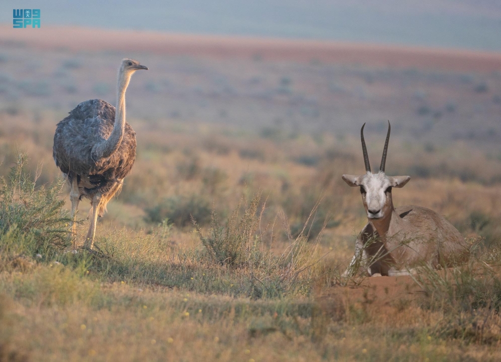 محمية الإمام تركي الملكية تضم أنواعًا متعددة من الحيوانات والطيور- واس