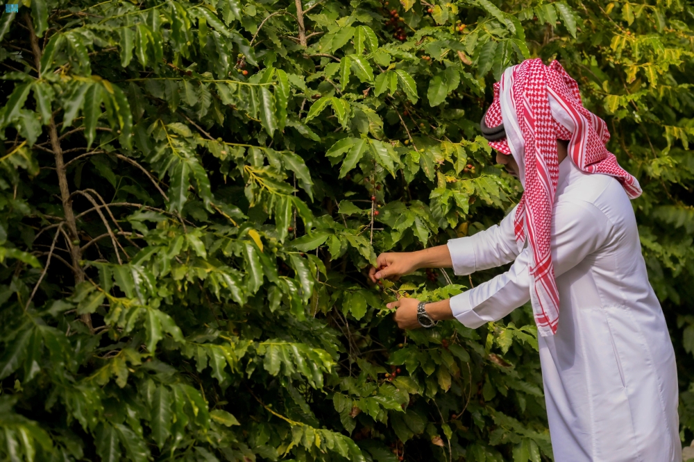إنتاج البن الشدوي- واس