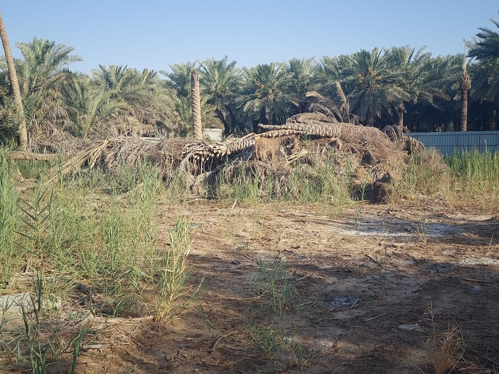 الأحساء.. انطلاق حملة حصر المزارع المهملة
