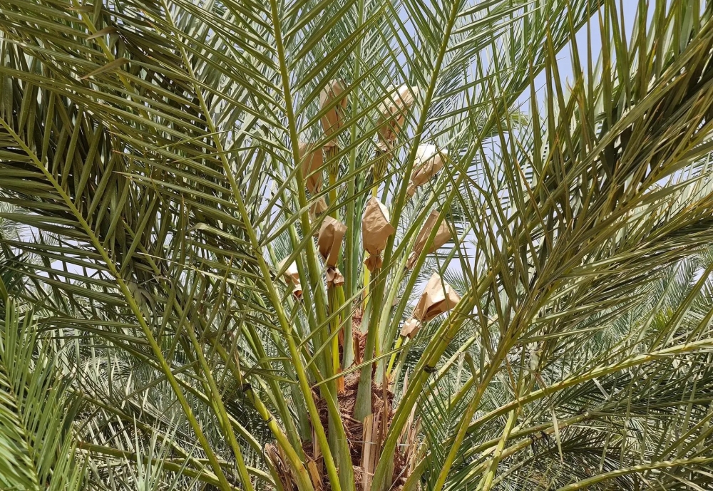تكميم النخيل - واس أرشيفية