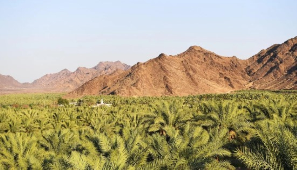 حصاد تمور الموسم الجديد في المدينة المنورة - واس