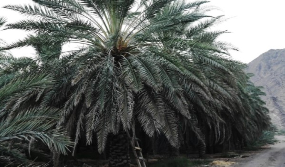 حصاد تمور الموسم الجديد في المدينة المنورة - واس 