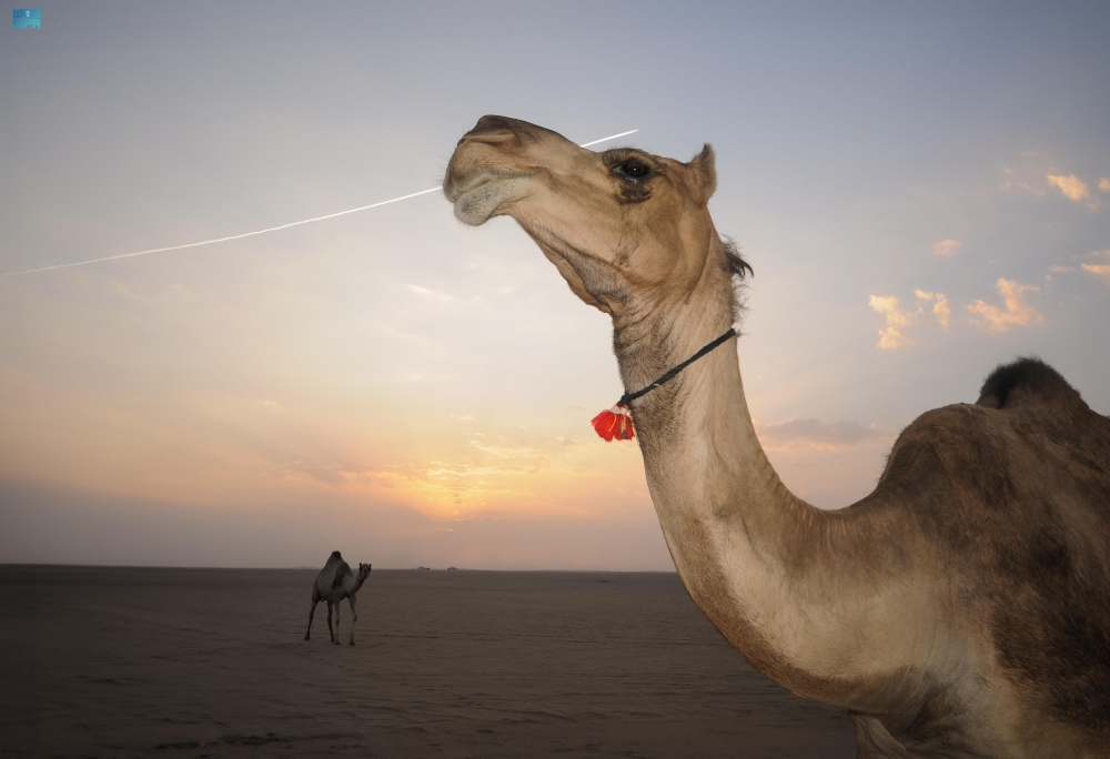 أبل الأوارك - واس