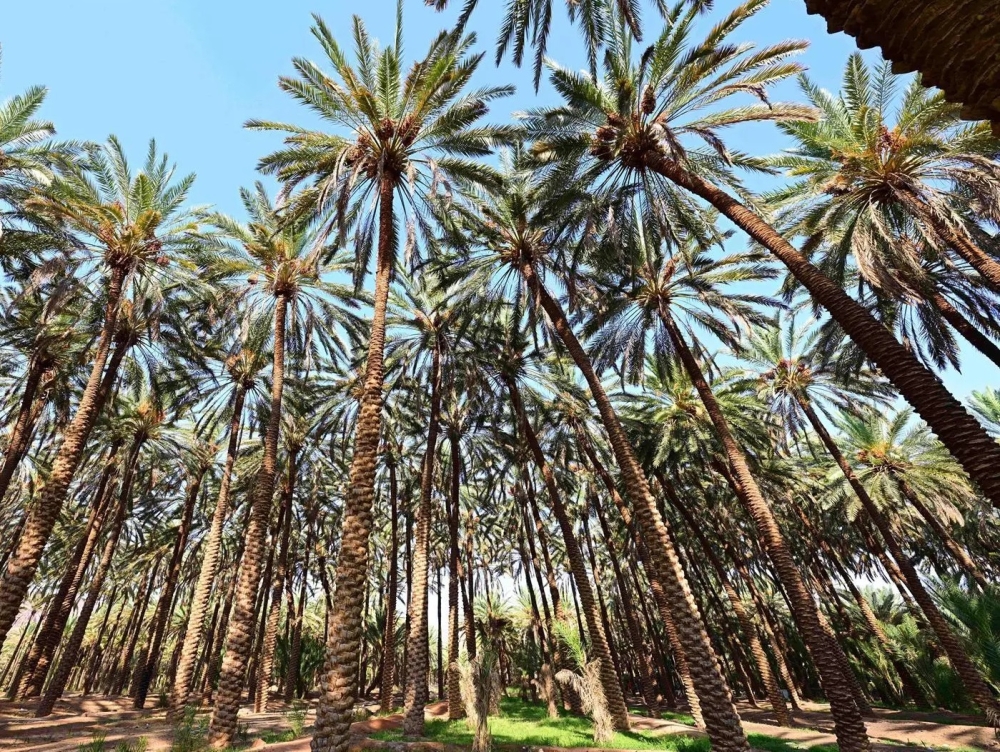 مزارع النخيل في العُلا رافد اقتصادي بإنتاج يتجاوز 100 ألف طن سنويًا - واس