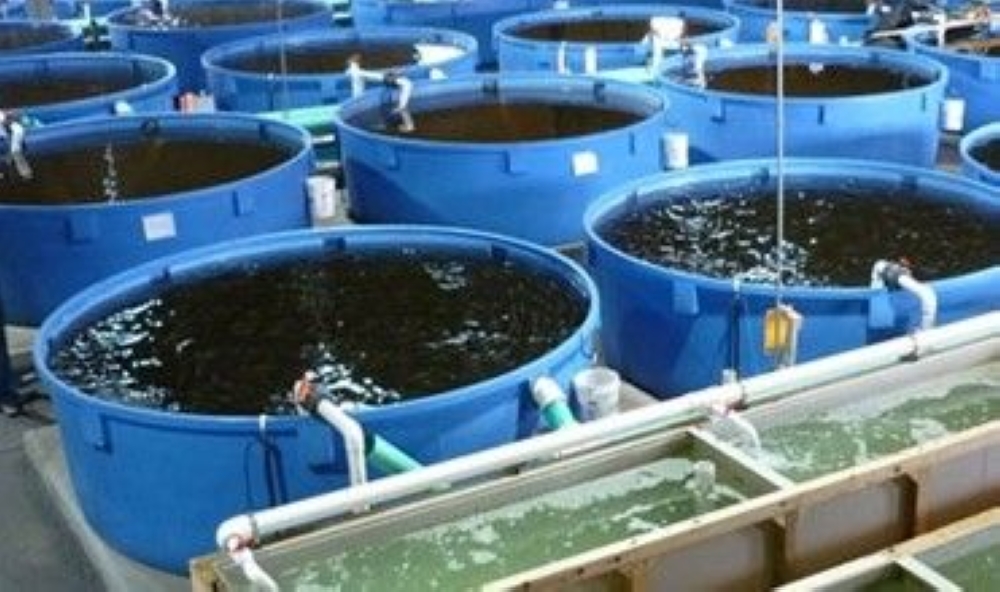 6 % نموًا و35% اكتفاءً ذاتيًا لـ «الاستزراع السمكي» في المملكة