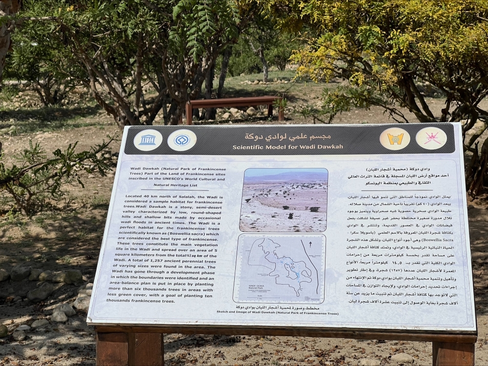 يستخدم اللبان في المجالات الدينية والطبية والعطرية - اليوم