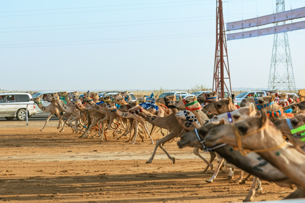 كؤوس الاتحاد السعودي للهجن الأولى سعودية