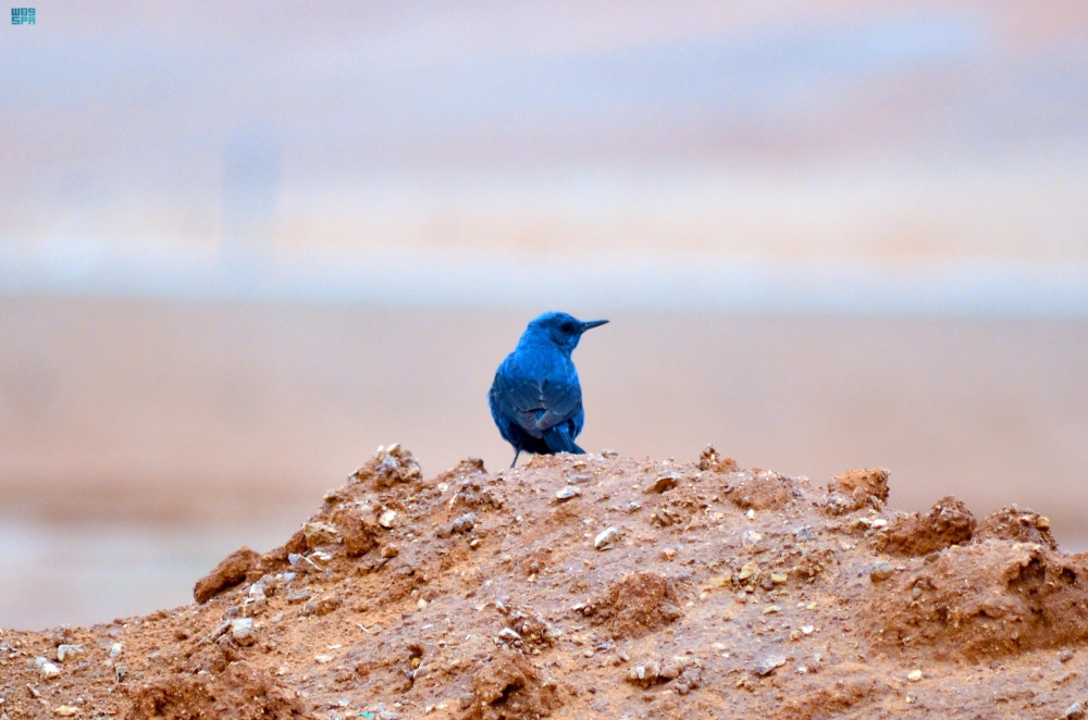 طائر