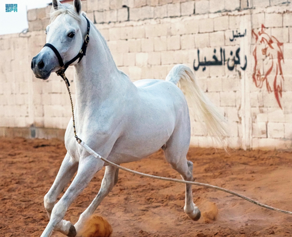 رياضة ركوب الخيل في رفحاء - واس