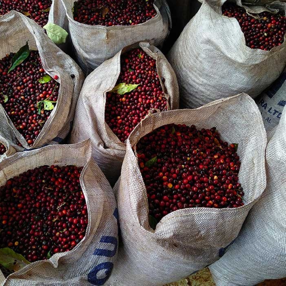 ارتفاع أسعار البن إلى مستويات قياسية - artizan coffee