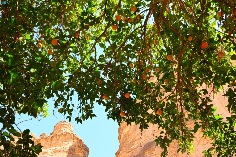 محافظة العلا تعيش موسم حصاد الحمضيات بعدد مزارع يبلغ أكثر من 4 آلاف مزرعة - واس