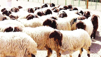 تطبيق آليات بيع المواشي الحية بالوزن - اليوم (أرشيفية)