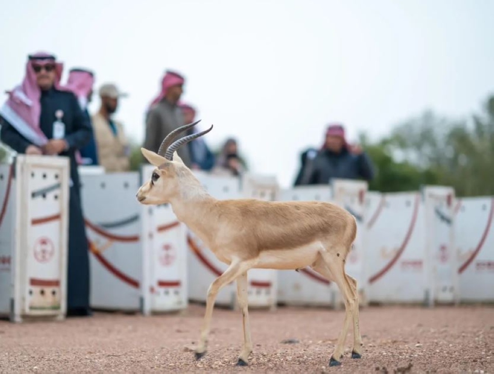 إطلاق 10 ظباء ريم في متنزه الزلفي الوطني- واس