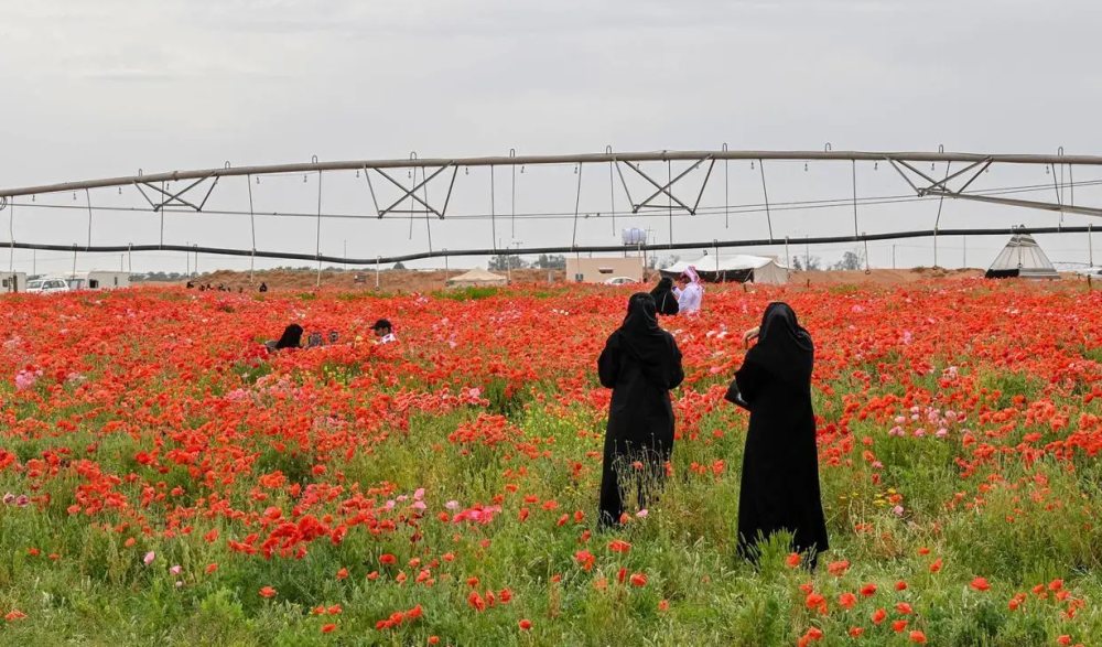 'محمية الديدحان' بحائل.. طبيعة خلابة تأسر قلوب الزائرين