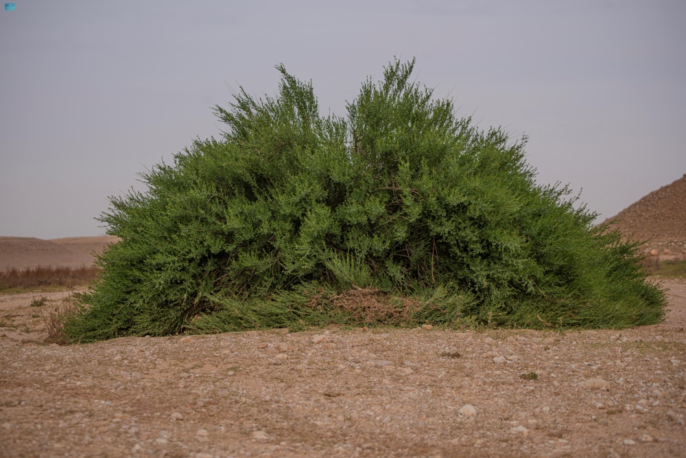 اللوز البري العربي.. لوحة طبيعية تُزين الحدود الشمالية
