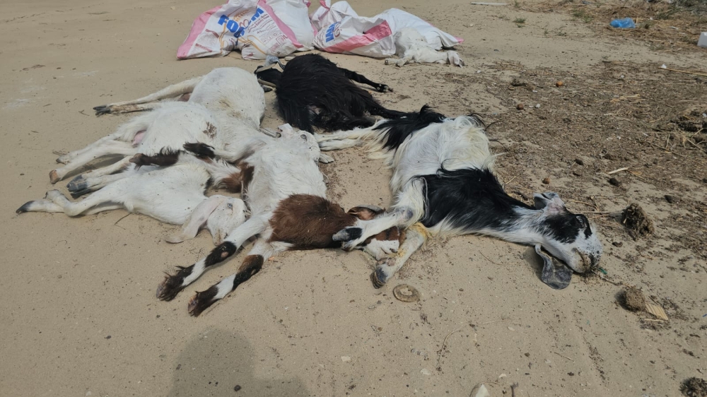 كلاب ضالّة تفتك بـ 42 رأسًا غالبيتها ”نوادر“ بصفوى - اليوم 