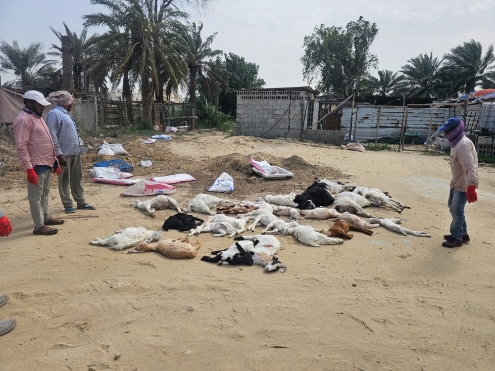 كلاب ضالّة تفتك بـ 42 رأسًا غالبيتها ”نوادر“ بصفوى - اليوم 