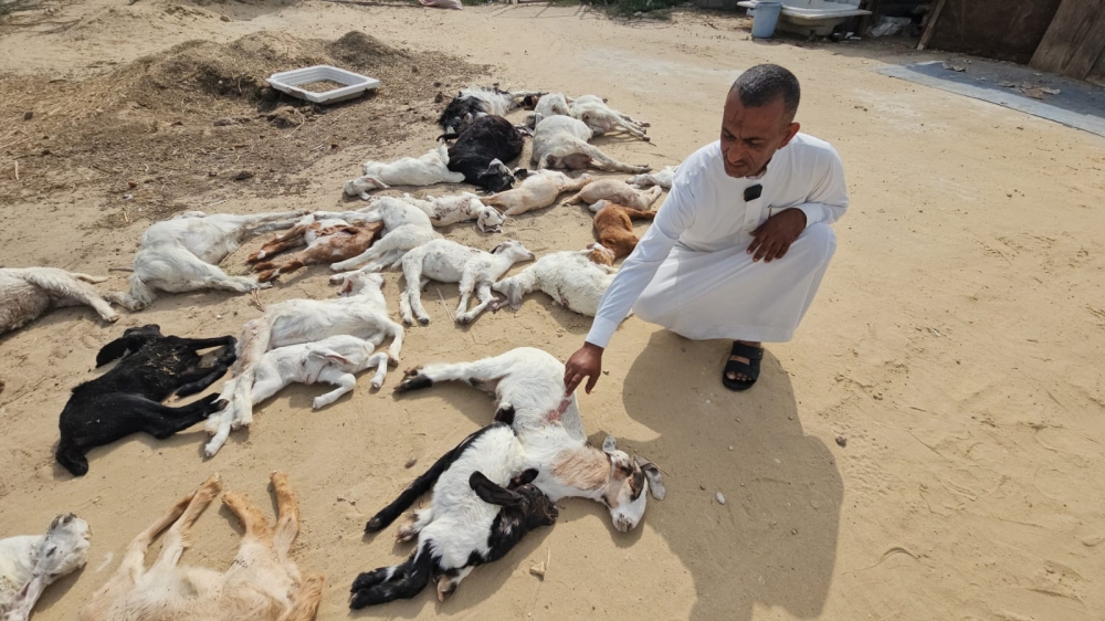 كلاب ضالّة تفتك بـ 42 رأسًا غالبيتها ”نوادر“ بصفوى - اليوم 