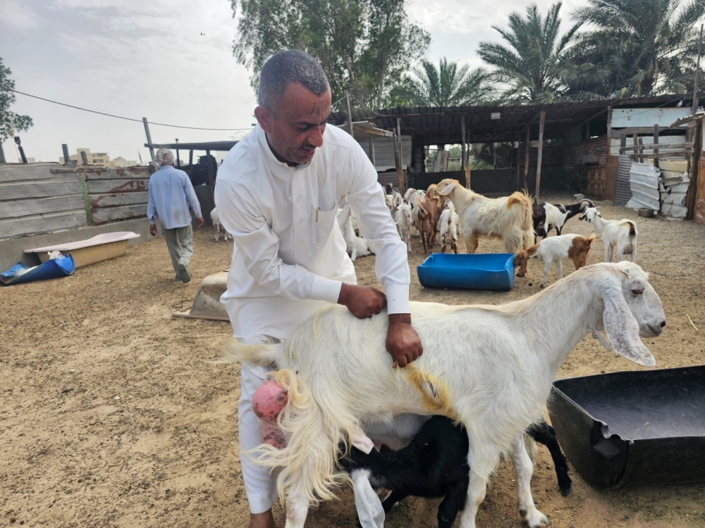 كلاب ضالّة تفتك بـ 42 رأسًا غالبيتها ”نوادر“ بصفوى - اليوم 
