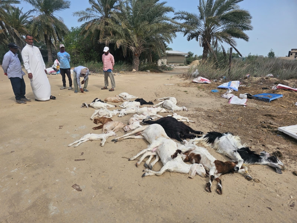 كلاب ضالّة تفتك بـ 42 رأسًا غالبيتها ”نوادر“ بصفوى - اليوم 