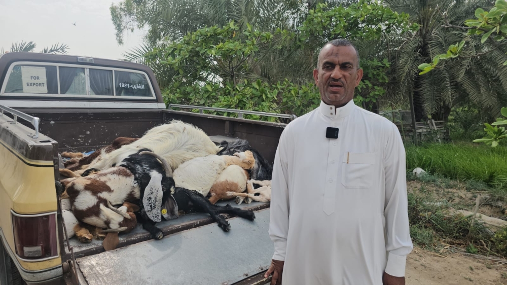 كلاب ضالّة تفتك بـ 42 رأسًا غالبيتها ”نوادر“ بصفوى - اليوم 