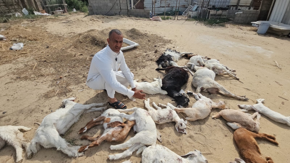 كلاب ضالّة تفتك بـ 42 رأسًا غالبيتها ”نوادر“ بصفوى - اليوم 