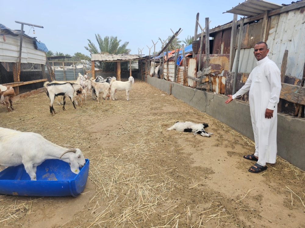 كلاب ضالّة تفتك بـ 42 رأسًا غالبيتها ”نوادر“ بصفوى - اليوم 