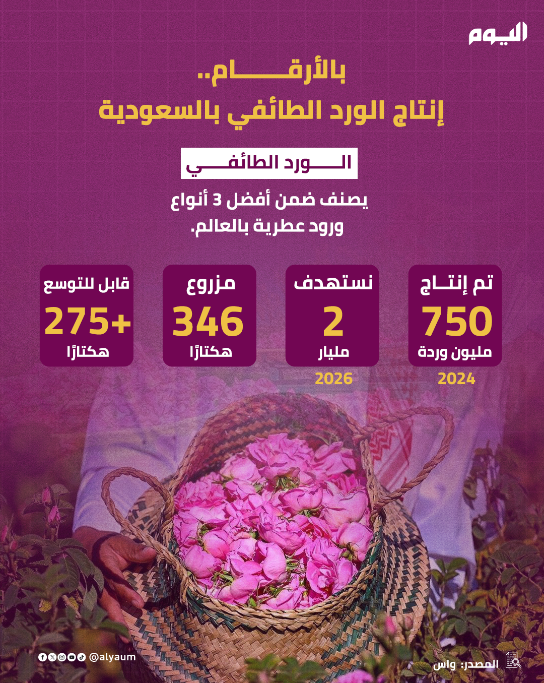 بالأرقام.. إنتاج الورد الطائفي بالسعودية 