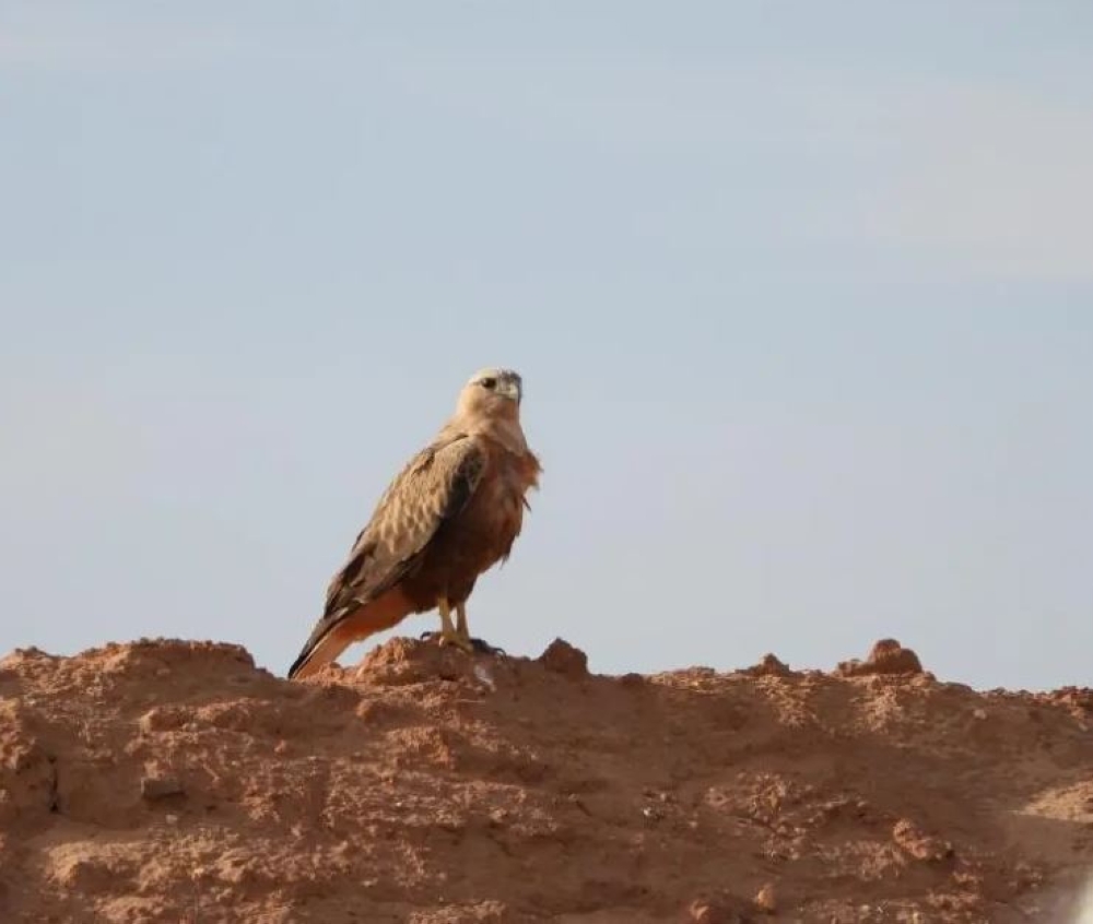 في يومها العالمي.. الحدود الشمالية ملاذ طبيعي للطيور المهاجرة