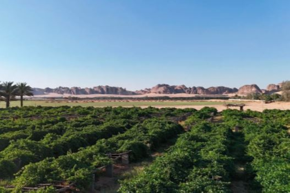 مزارع العنب في العُلا - واس 