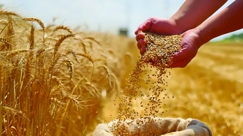 أدى التغير المناخي إلى ارتفاع حاد في سعر القمح العالمي بعد اندلاع حرائق الغابات في روسيا - مشاع إبداعي