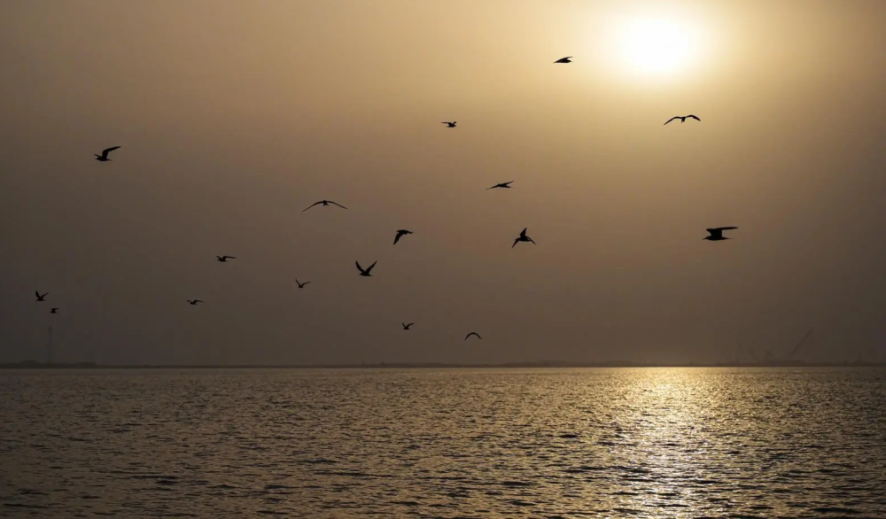 الطيور الساحلية تجذب الزوار لشواطئ جدة