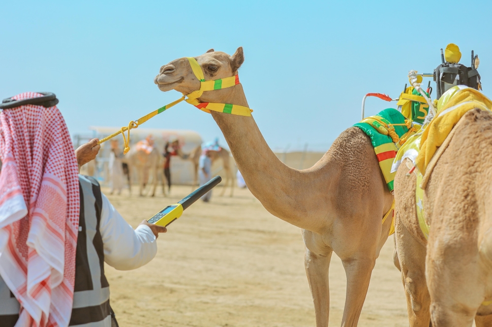 للعام الثامن على التوالي .. شرائح الهجن الإلكترونية حاضرة