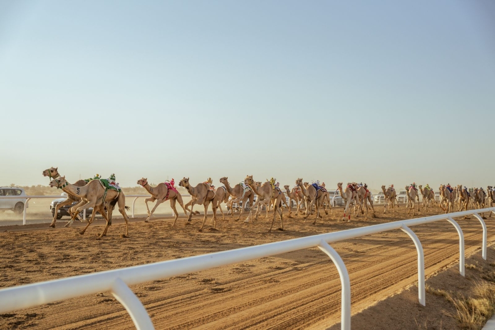 الهجن السعودية تخطف 30 شوطاً في 'اللقايا'