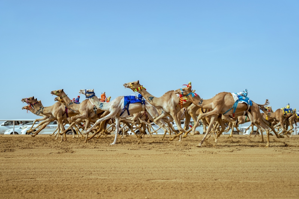 56% من أشواط مهرجان ولي العهد للهجن سعودية