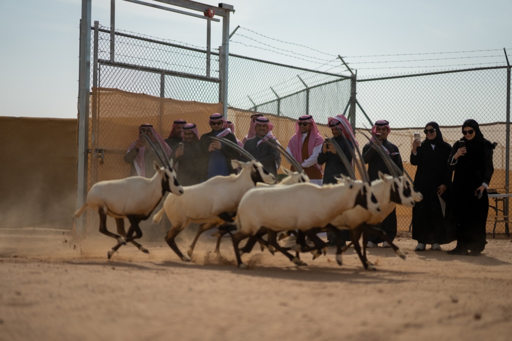 إطلاق 61 كائنًا فطريًا نادرًا في محمية الملك خالد لتعزيز التنوع الأحيائي - اليوم