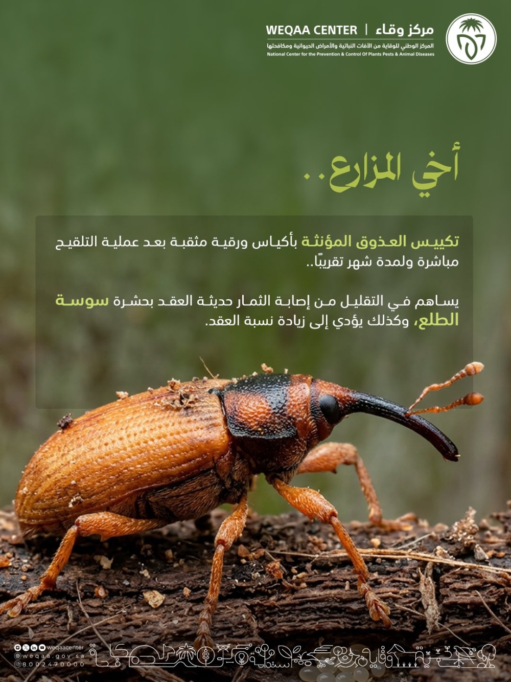 «وقاء» لمزارعي النخيل: تأخير تكييس العذوق يهدد المحصول بسوسة الطلع
