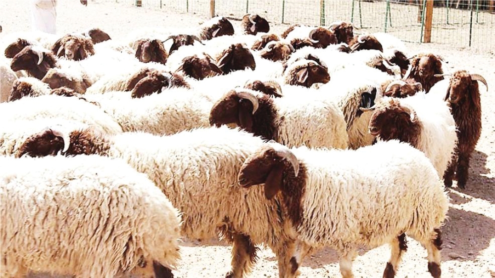 انخفاض أسعار الأغنام باستثناء «النعيمي والبربري».. وتباين الأعلاف 