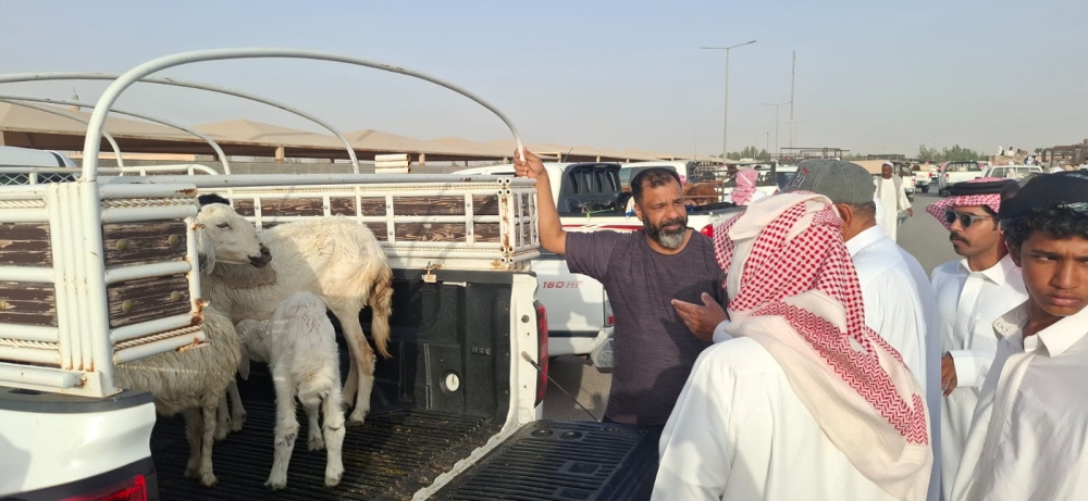 إقبال خليجي ومحلي على سوق المواشي بالأحساء.. والأسعار تتجاوز 2500 ريال