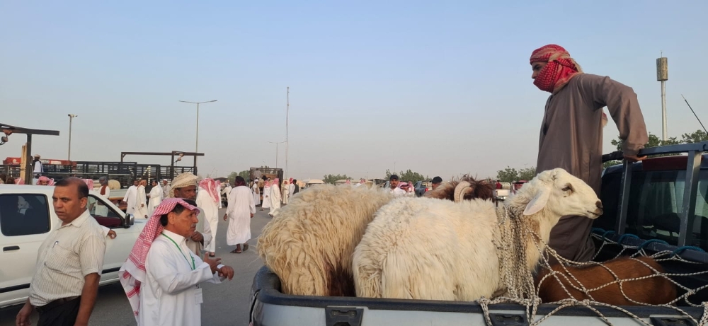 إقبال خليجي ومحلي على سوق المواشي بالأحساء.. والأسعار تتجاوز 2500 ريال