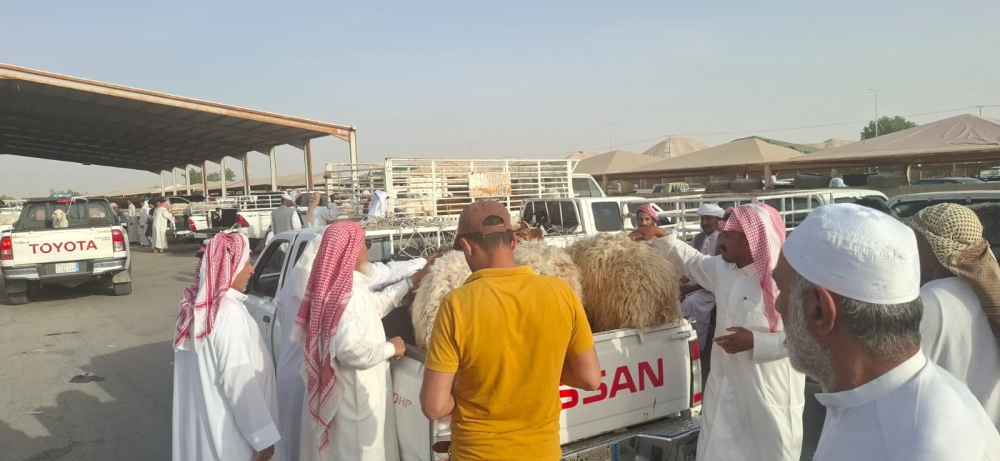 إقبال خليجي ومحلي على سوق المواشي بالأحساء.. والأسعار تتجاوز 2500 ريال