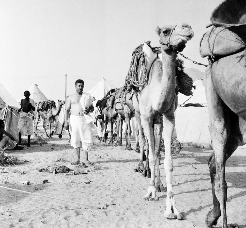من «عين نجم» إلى قطار الحرمين.. أهالي الأحساء يروون تحولات الحج عبر نصف قرن 