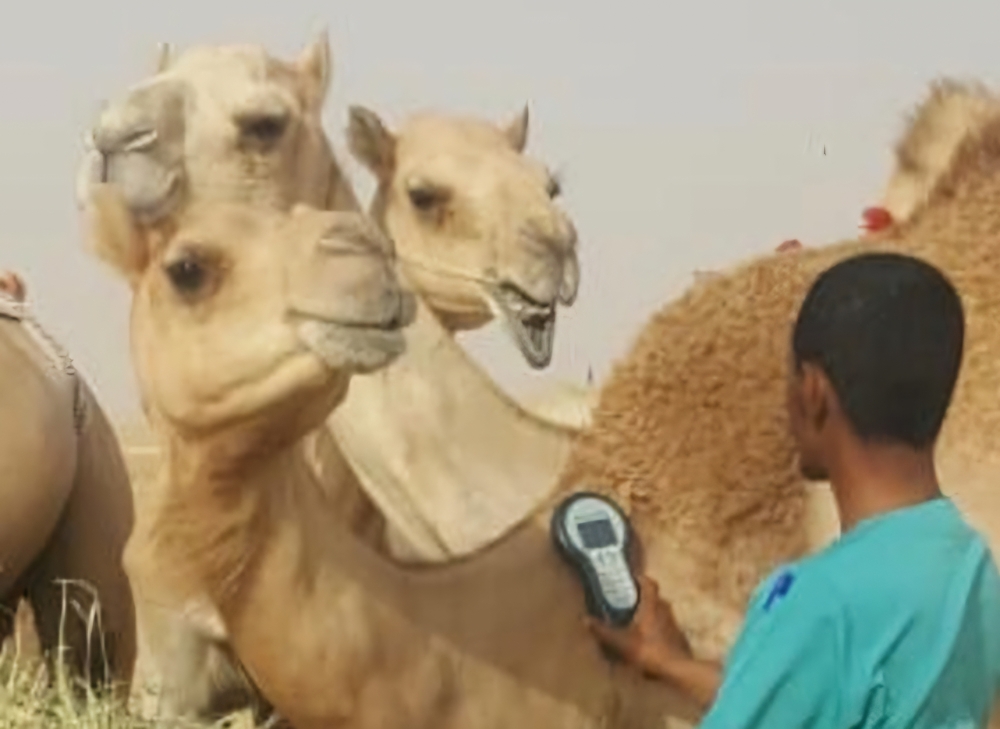 عاجل الأحساء.. حصر إبل ومواشي المُلّاك الخليجيين لتنظيم عودتها 