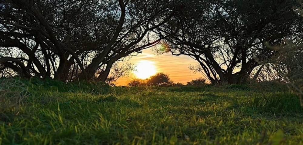 بدء موسم الرعي بالمدينة المنورة لتعزيز استدامة المراعي وحماي